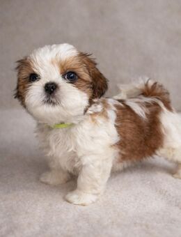 Shih Tzu Welpen - Bremen