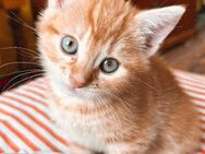 Drei rote Kätzchen suchen ein liebevolles Zuhause 🐱 - Malchow