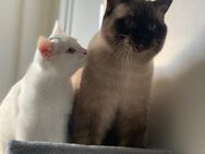 2 Kater gemeinsam abzugeben - Wesseling