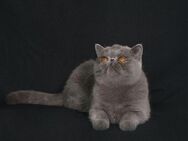 Liebes Exotic Shorthair Mädchen sucht neues liebevolles Zuhause - Burgau