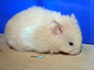 Junge Teddyhamster 8 Wochen alt - Rodenbach (Hessen)
