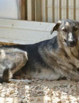 Liebe Demetra sucht ein Zuhause - Neuss