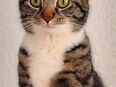 Katze Molly in 42897