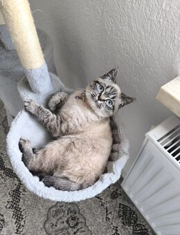 Schöne Britische Kurzhaar Katze zum weiter vergeben für eine Nette Familie - Pressig