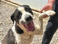 MAX - seine Besitzerin ist verstorben - Regensburg