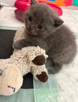 BKH kitten - Mönchengladbach
