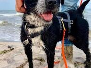 Hübscher Terrier Mix, weiblich, 2,5 Jahr - Kappeln (Schleswig-Holstein)