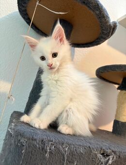 reinrassige Maine Coon kitten - Würzburg