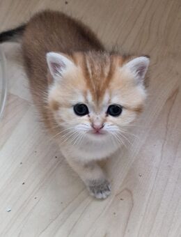 BKH Kitten Reinrassig - Wiesbaden Erbenheim