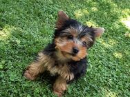 Wunderschöner, quirliger Yorki Bubi - Plattling