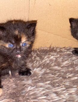 Glückskatzen Babys (Schildpatt Katzen) in Ulm zum verkaufen - Ulm