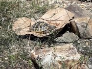 Griechische Landschildkröte Männchen THB - Bad Camberg
