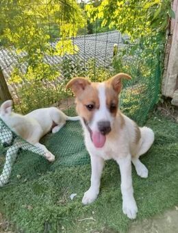 Carina - kleines Mädchen sucht ❤️Mensch - Grevenbroich