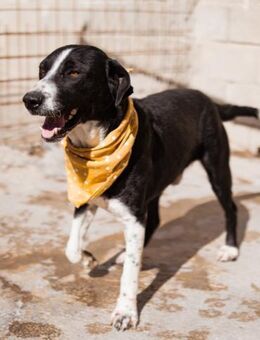 Rüdenbub ♥Vince♥ unser kleiner Prinz ♥ - Hamburg