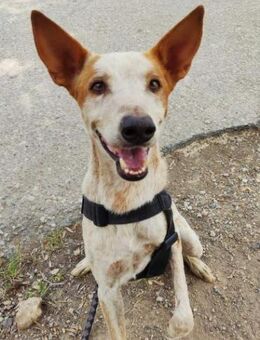 liebenswerter Balto mit Handicap -T- - Ludwigshafen (Rhein)