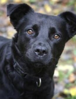 Roxy sucht ein Zuhause - Pirmasens