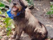 Rudi, toller Hund sucht neue Familie - Unterföhring