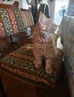 Maine Coon Kitten 13 Wochen alt 1 roter Kater zu vergeben - Alsheim