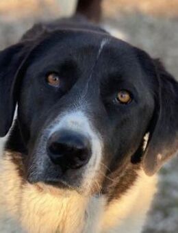 Adella, geb. ca. 01/2023, Griechenland - Markdorf