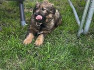 Hunde Welpe abzugeben - Pirk