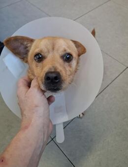 Stups - er ist so lieb - Höchst (Odenwald)