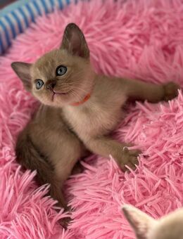 Burma Kitten mit Stammbaum - Bad Schwalbach