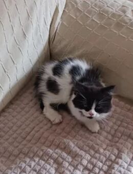 1 Persermix Kitten - Oberderdingen
