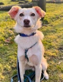 Junghund MONTY sucht seine Menschen - Kallmünz