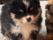 Pomeranian Welpen 1 Junge ist frei , Abgabe ab 08.11.2024 - Bahrdorf