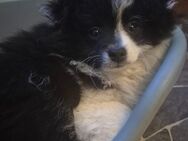 Pomchi Rüde LEVI sucht seine liebevolle Familie - Ebersbach (Fils) Zentrum