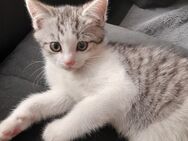 BKH Baby Katze MIX zu verkaufen - Herford (Hansestadt)