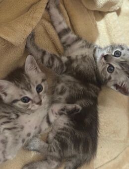 Bkh Kitten - Gronau (Westfalen)