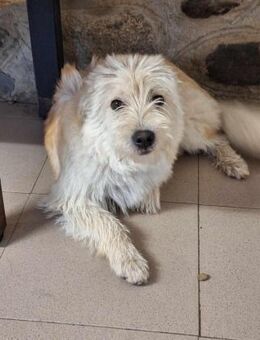 Colin, Schneeflocke sucht🌼 - Sindelfingen