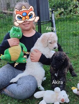 Suche Dosenöffner auf Lebenszeit! - Ilmenau