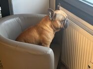 French Bulldog - Rosenheim