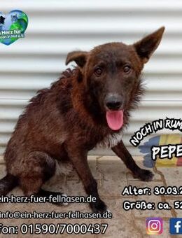 PEPE - möchte den Hundeknigge lernen - Waakirchen