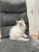 Heilige Birma – wunderschöne Katzenbabys in 89079