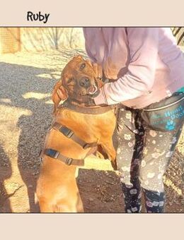 Katzenverträgliche Vizsla Mix Hündin :-) - Meinerzhagen
