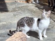 Freundliche, sanfte Katze Praga - Karlsruhe