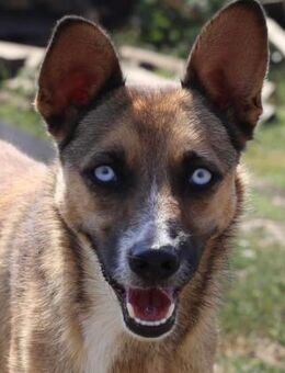 ELLIE BLUE sucht erfahrenes Zuhause! - Weiterstadt