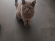 BKH Kater 9 Monate alt - Moers