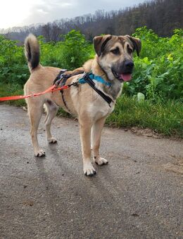 Rüdiger, freundlich, lieb, sucht Familie - Leonberg (Baden-Württemberg)