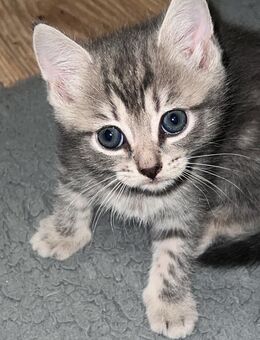 2 Monate Baby Katzen 4 verspielte Babys - Köln