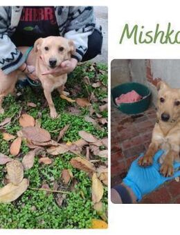 Mishko - Wendelstein