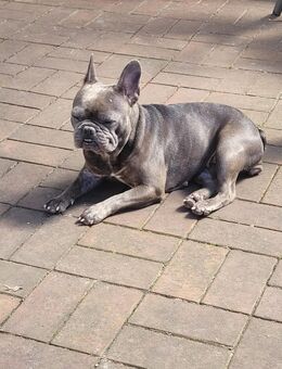 Franz. Bulldogge 3 Jahre alt - Siegen (Universitätsstadt)