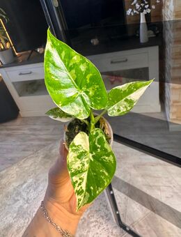 Alocasia Gageana albo variegata Rhizome - Buttstädt Zentrum