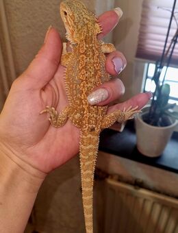 Farb-Bartagamen Jungtiere (pogona vitticeps) NZ 06 2025 nur noch 2 Stück - Offstein