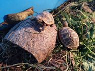 Griechische Landschildkröten (Testudo hermanni) NZ 2023 - Uhldingen-Mühlhofen
