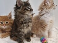 Wunderschöne Reinrassigen Main Coon Kitten XXL - Wiesbaden Nordenstadt