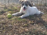 Kendi sucht ein Zuhause- Tierschutz - Enger (Widukindstadt)